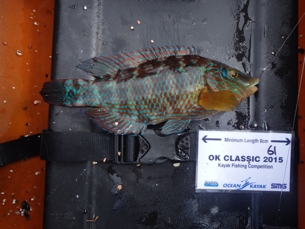 Corkwing Wrasse caught at the Ocean Kayak Classic 2015