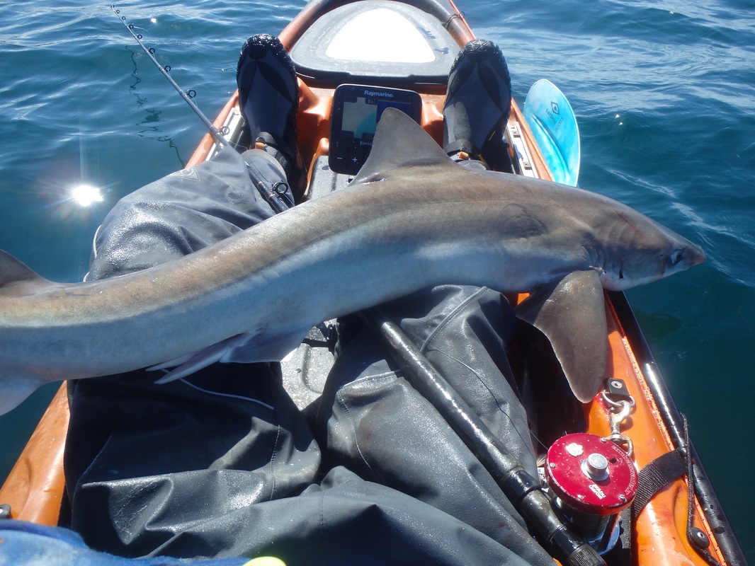 Kayak Fishing for Tope