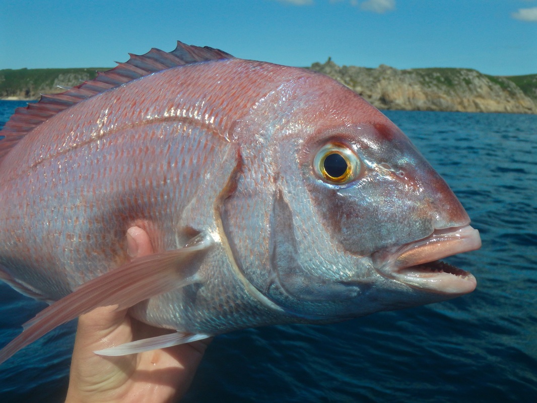 Couch's Bream caught kayak fishing in Cornwall