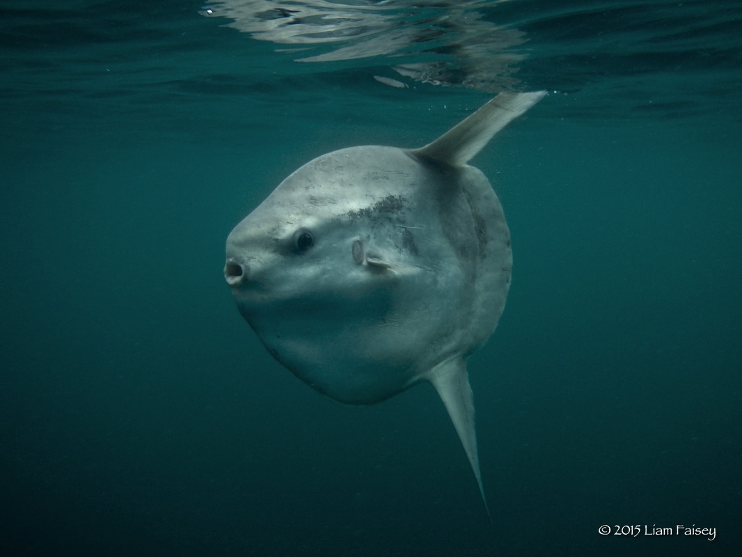 Sunfish at Lands End