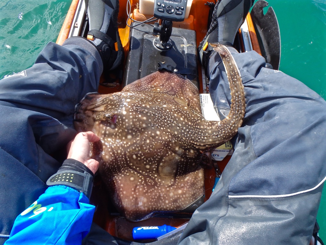 Undulate Ray caught from the kayak