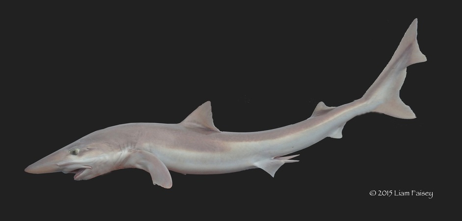 Tope - Galeorhinus galeus