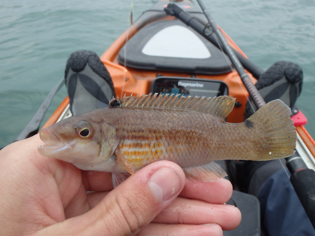 Goldsinney Wrasse caught kayak fishing at Plymouth