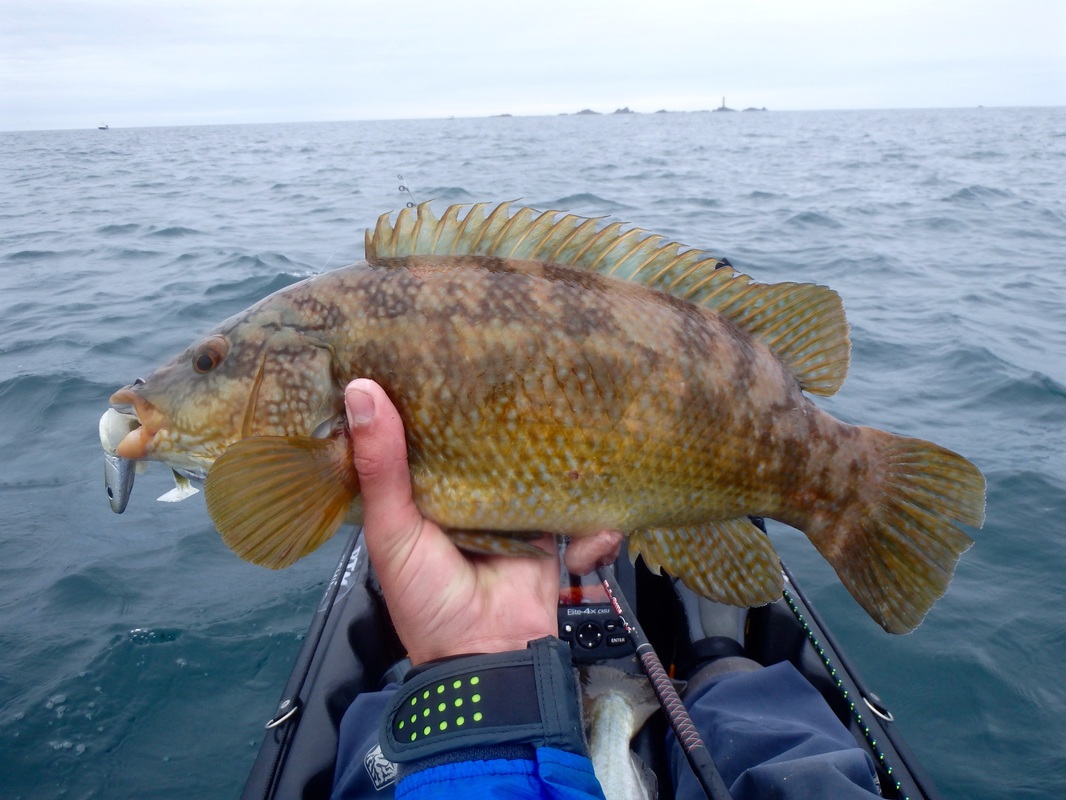 Ballan Wrasse caught at the Penzance Kayak Fishing Meet 2015
