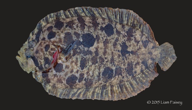 Common Topknot - Zeugopterus punctatus