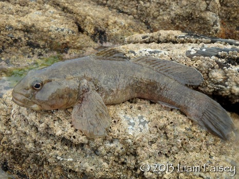 Giant Goby - Gobius cobitis