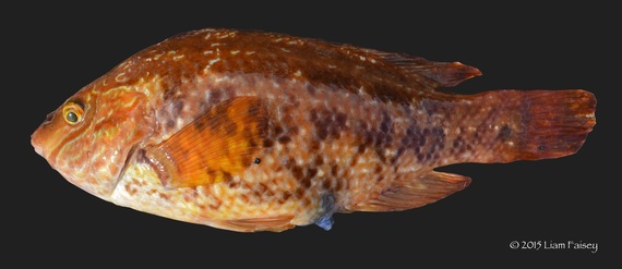 Female Corkwing Wrasse - Symphodus melops 