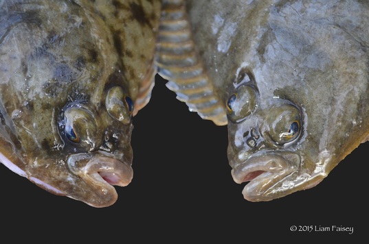 Flounder - Platyichthys flesus