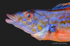 Male Cuckoo Wrasse - Labrus mixtus