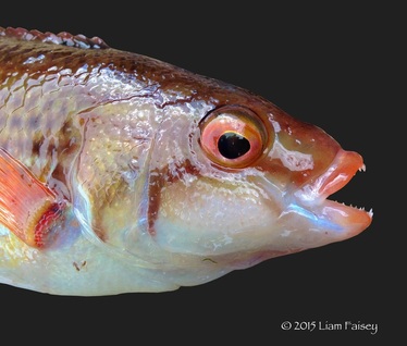 Goldsinney Wrasse - Ctenolabrus rupestris