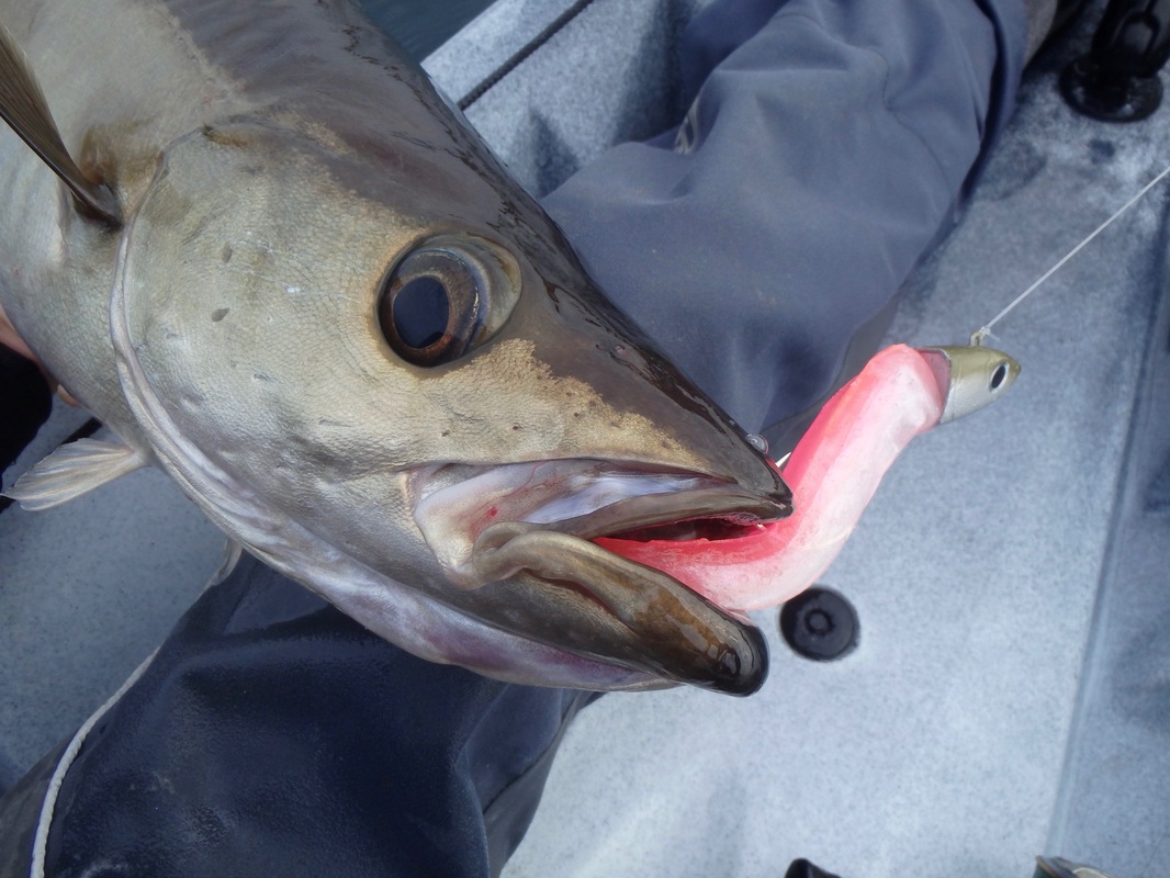 Pollack caught on a Pink Neon Back Homemade Fiiish Minnow