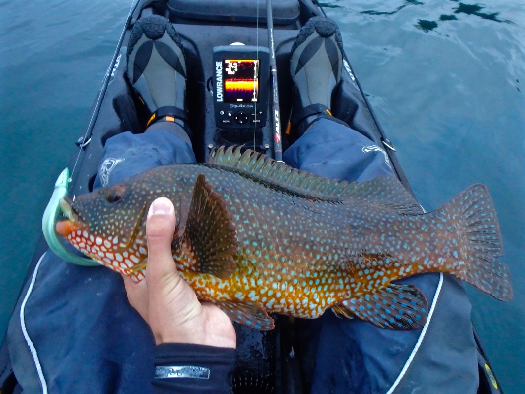Ballan Wrasse caught kayak fishing at Plymouth