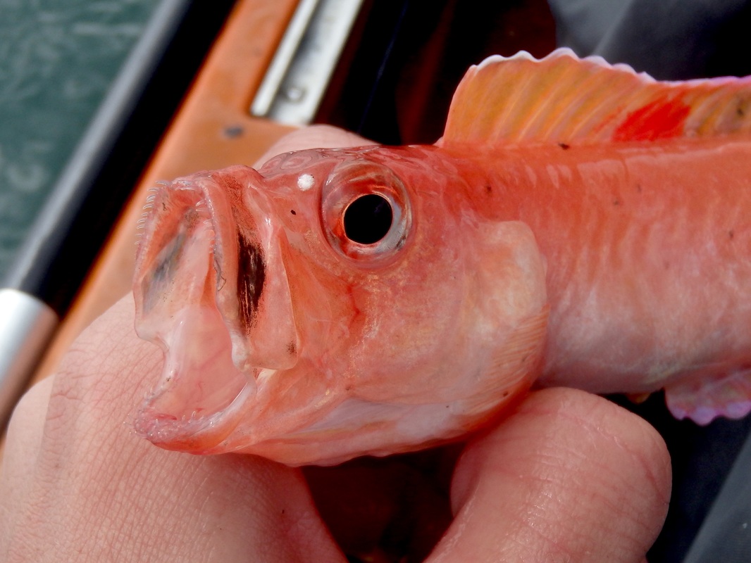 Red Band Fish - Cepola macrophthalma