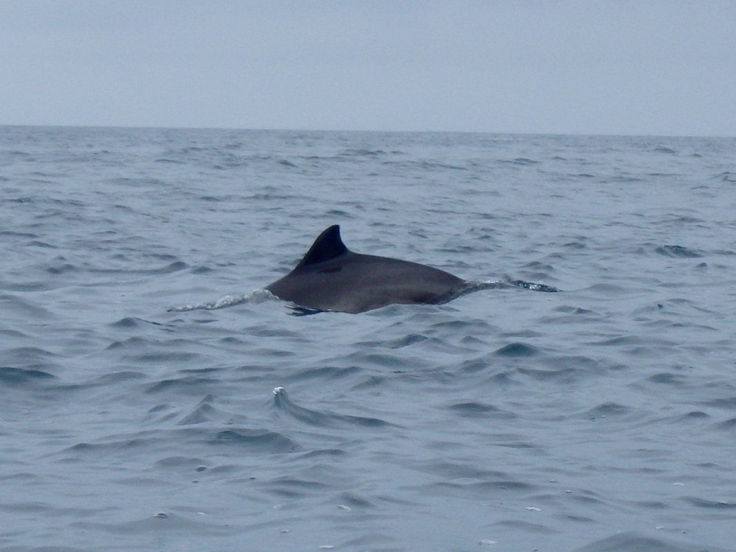 Harbour Porpoise at Sennen