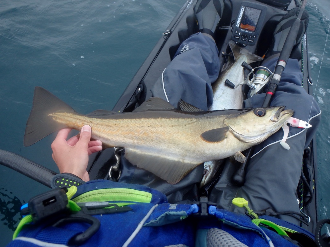 Pollack caught at the Penzance Kayak Fishing Meet 2015