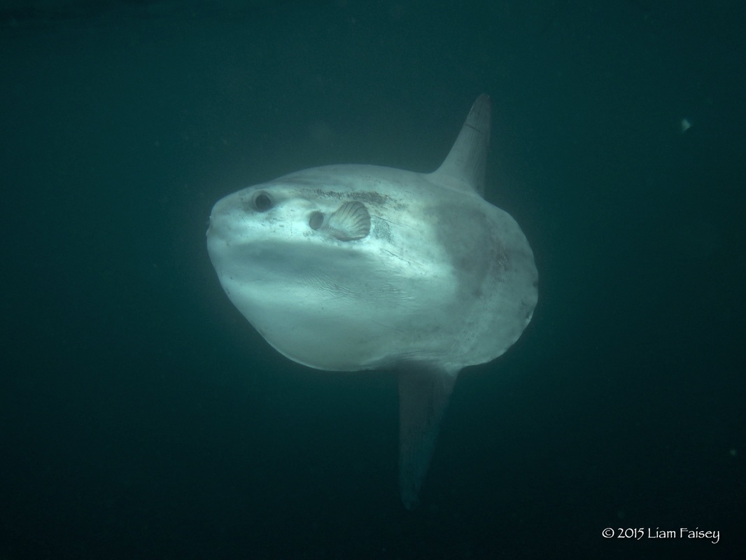 Sunfish at Lands End