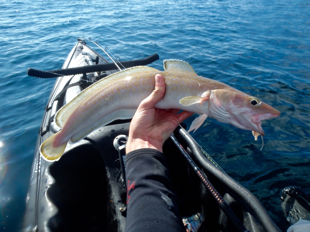 A small Ling caught kayak fishing in Cornwall