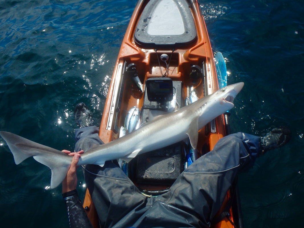 Tope caught on the Ugly Stik 6-12lb 7ft 6in Kayak Rod