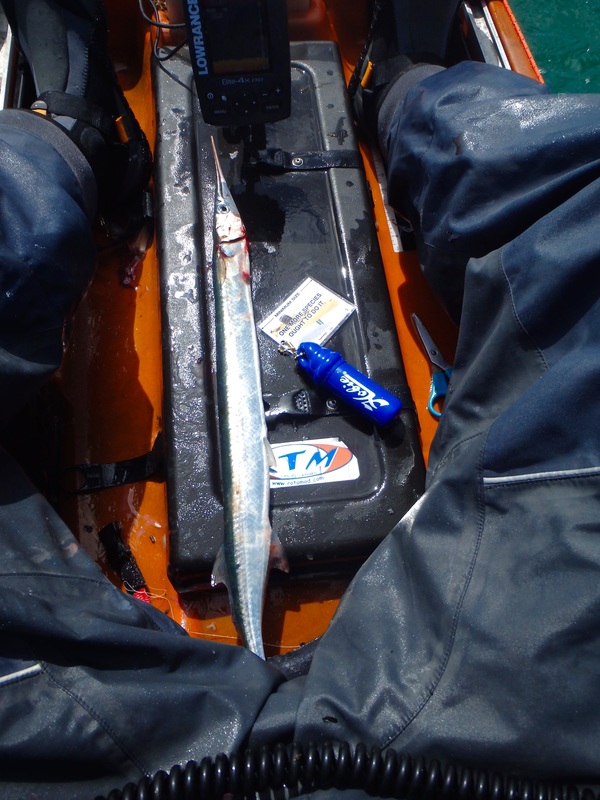 Garfish caught from the kayak