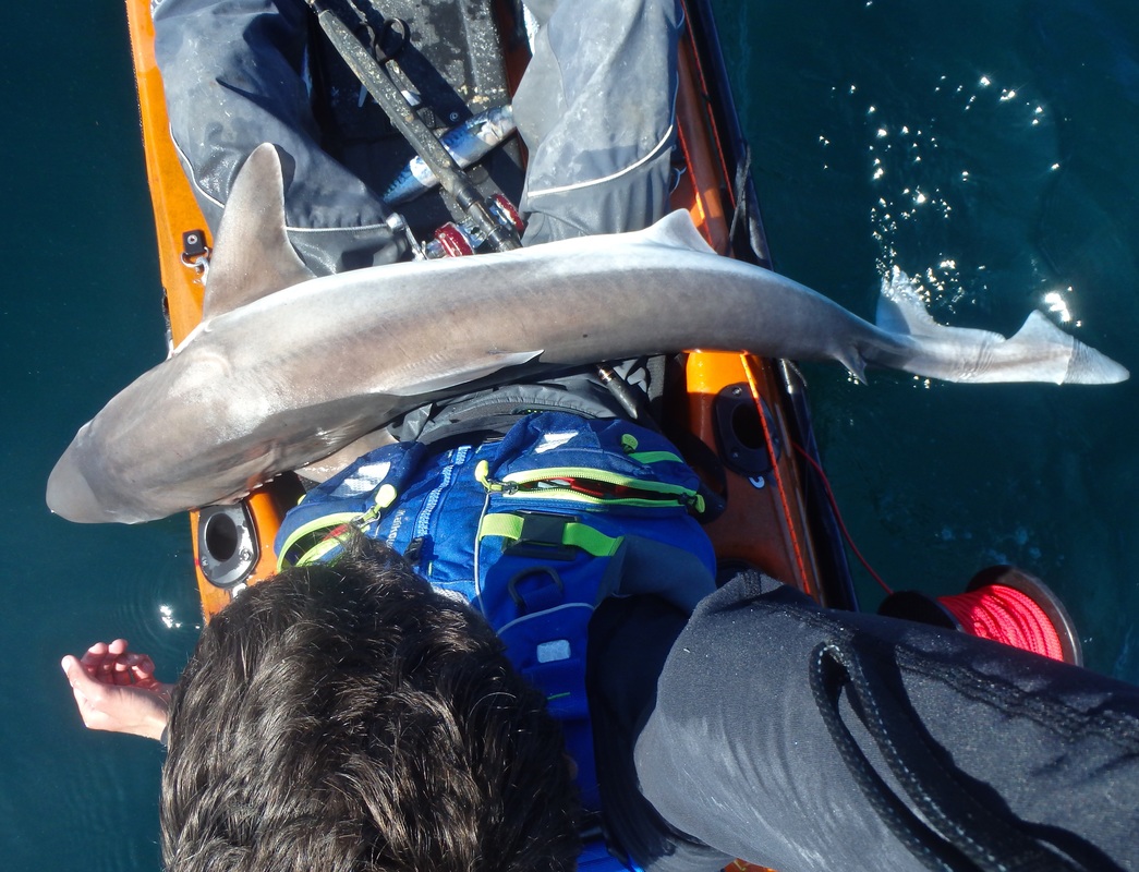 Tope caught Kayak Fishing in Cornwall