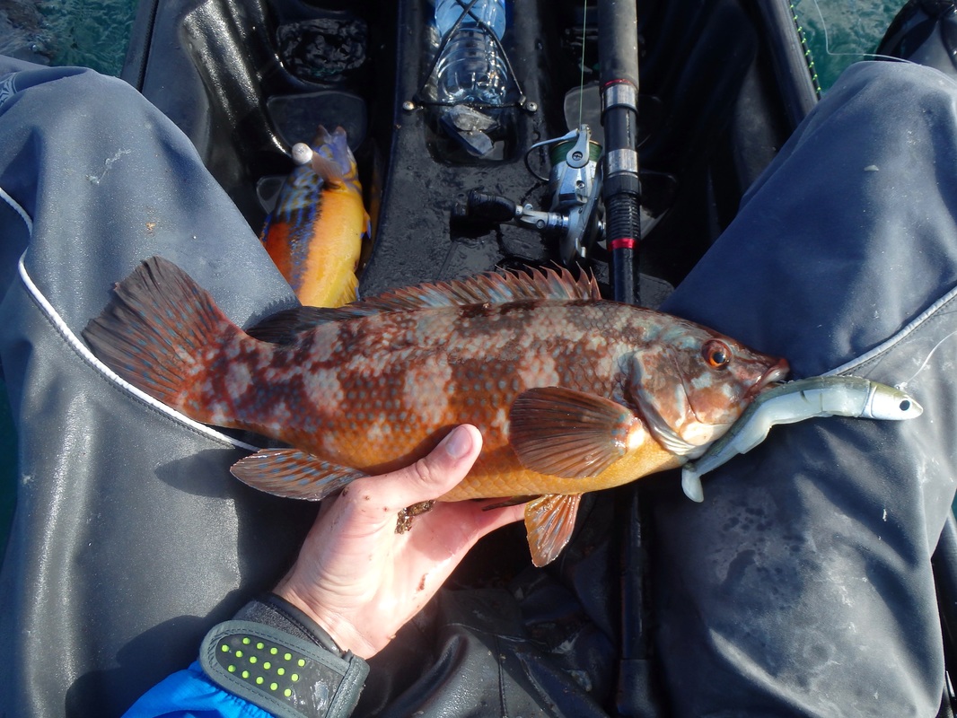 Ballan Wrasse caught Kayak Lure Fishing