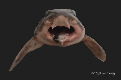 Bull Huss - Scyliorhinus stellaris