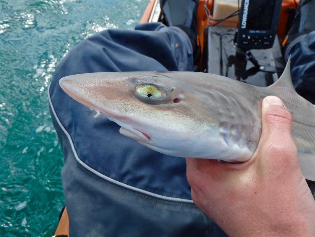 Kayak caught starry Smoothound