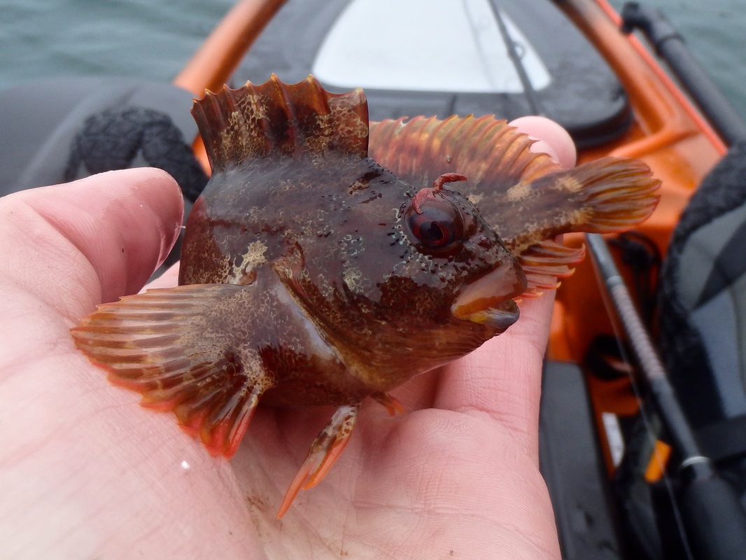 Kayak caught Tompot Blenny