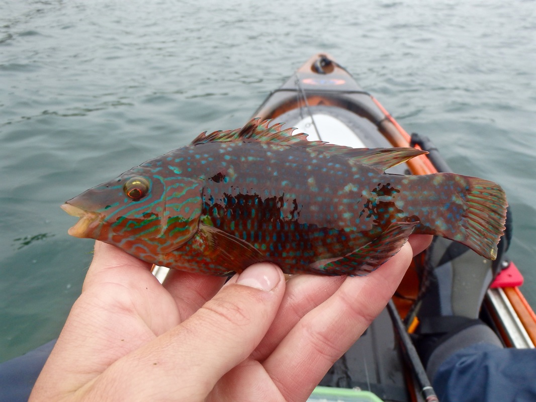 Kayak caught Male Corkwing Wrasse