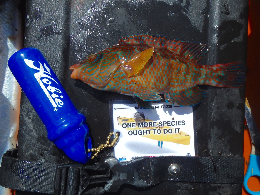 A male Corkwing Wrasse caught from the kayak