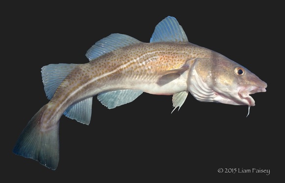 Cod - Gadhus morhua