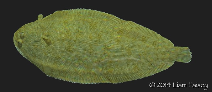 Common Sole/Dover Sole - Solea solea