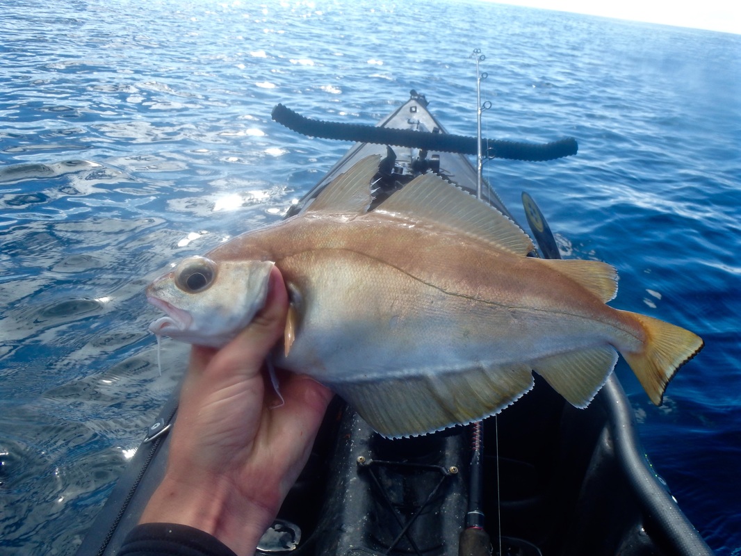 `Pouting caught kayak fishing in Cornwall