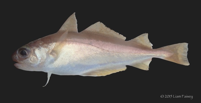 Poor Cod - Trisopterus minutus