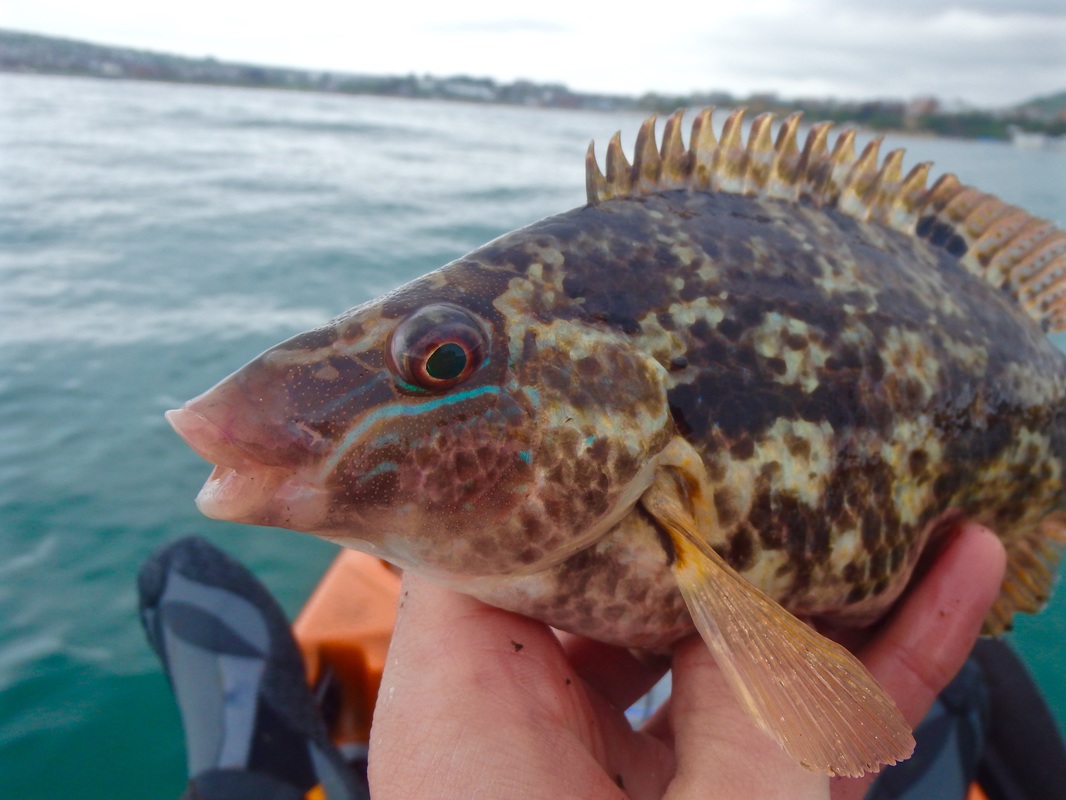 Female Baillons Wrasse - Symphodus bailloni
