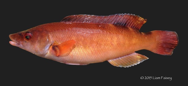 Female Cuckoo Wrasse - Labrus mixtus