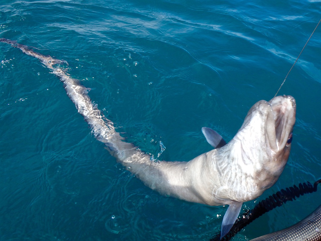 Conger Eel caught kayak fishing in Cornwall