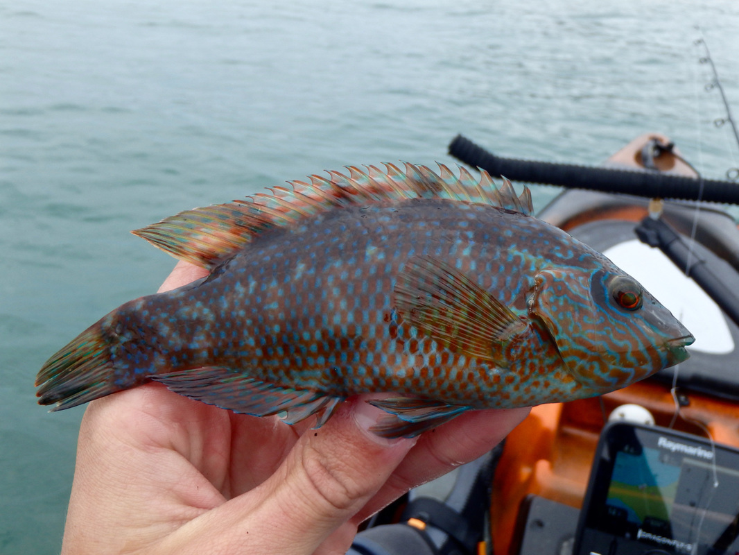 Male Corkwing Wrasse caught kayak fishing at Plymouth