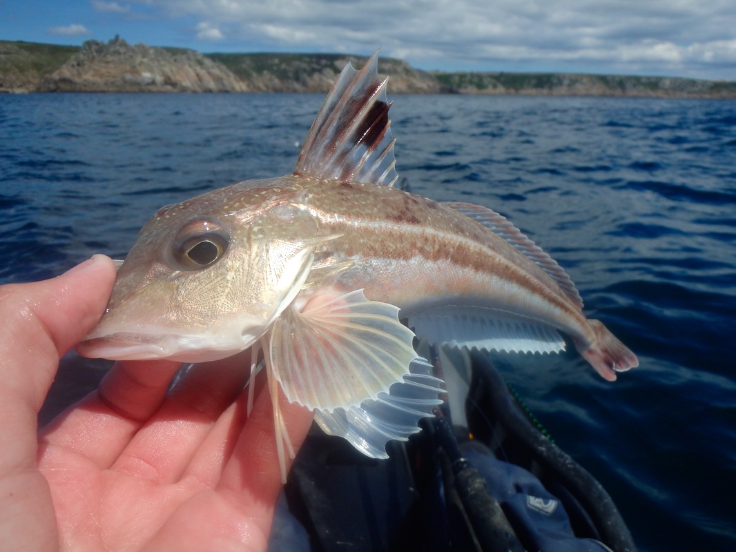 Grey Gurnard caught kayak fishing in Cornwall