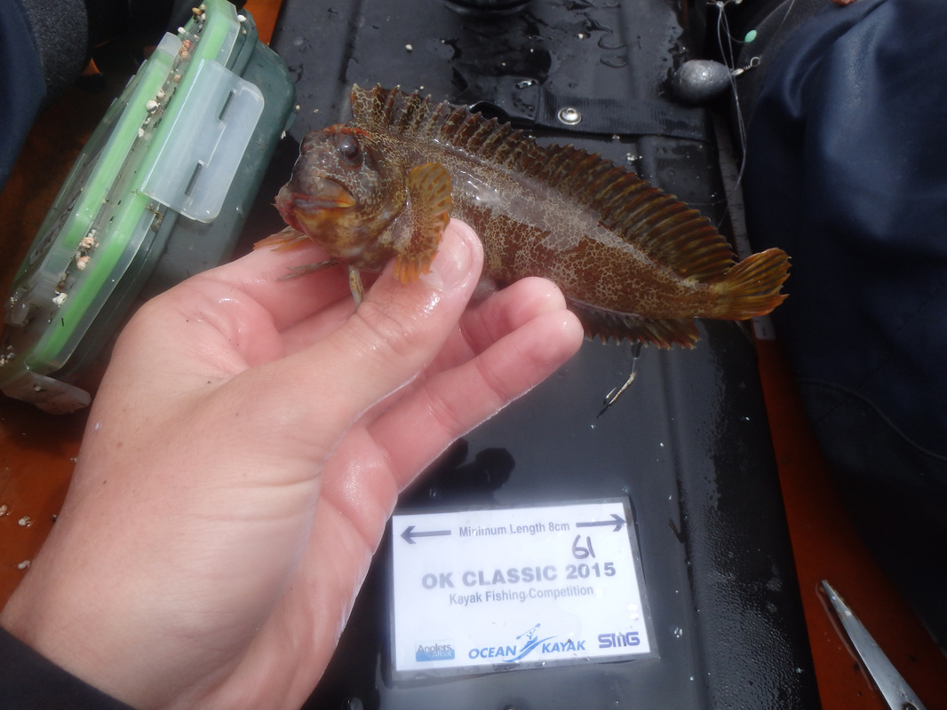 Tompot Blenny caught at the Ocean Kayak Classic 2015