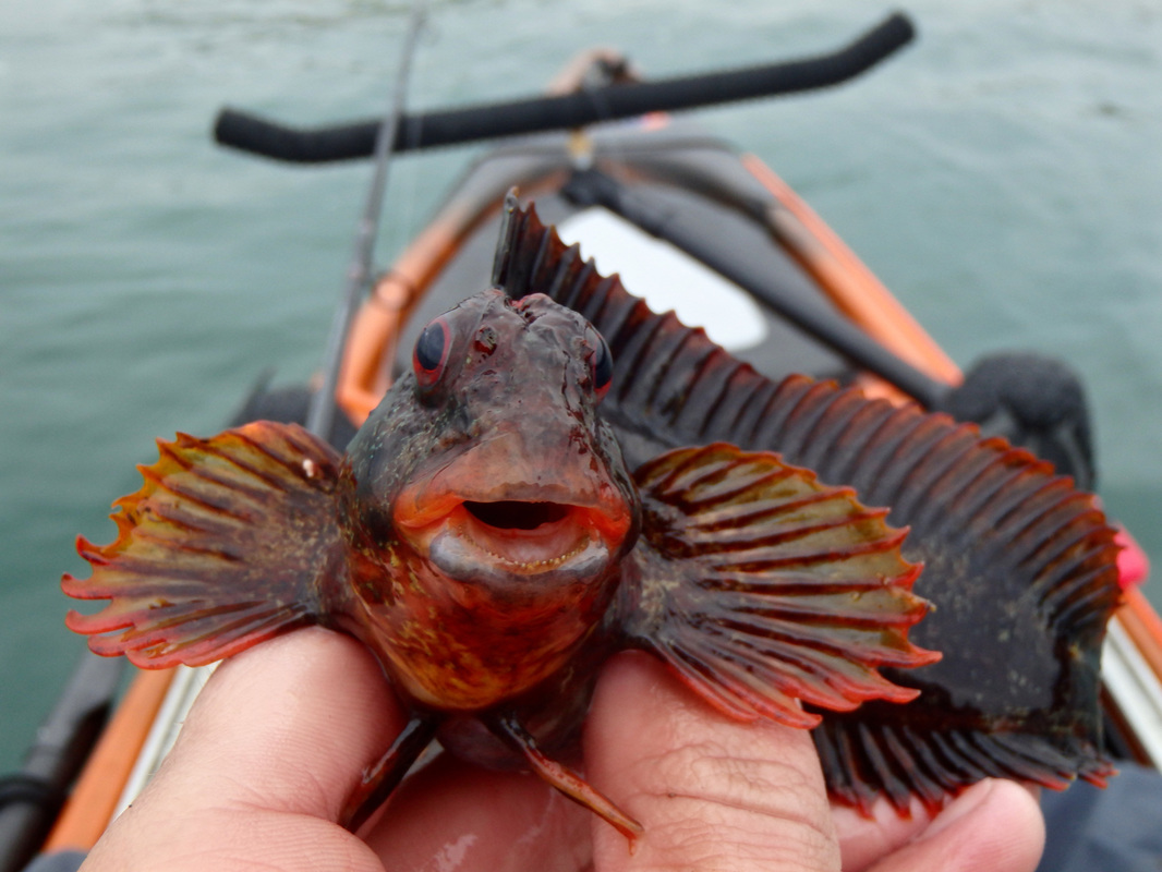 Tompot Blenny caught kayak fishing at Plymouth