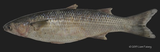 Thin Lipped Mullet - Liza ramada