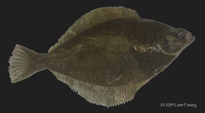 Dab - Limanda limanda