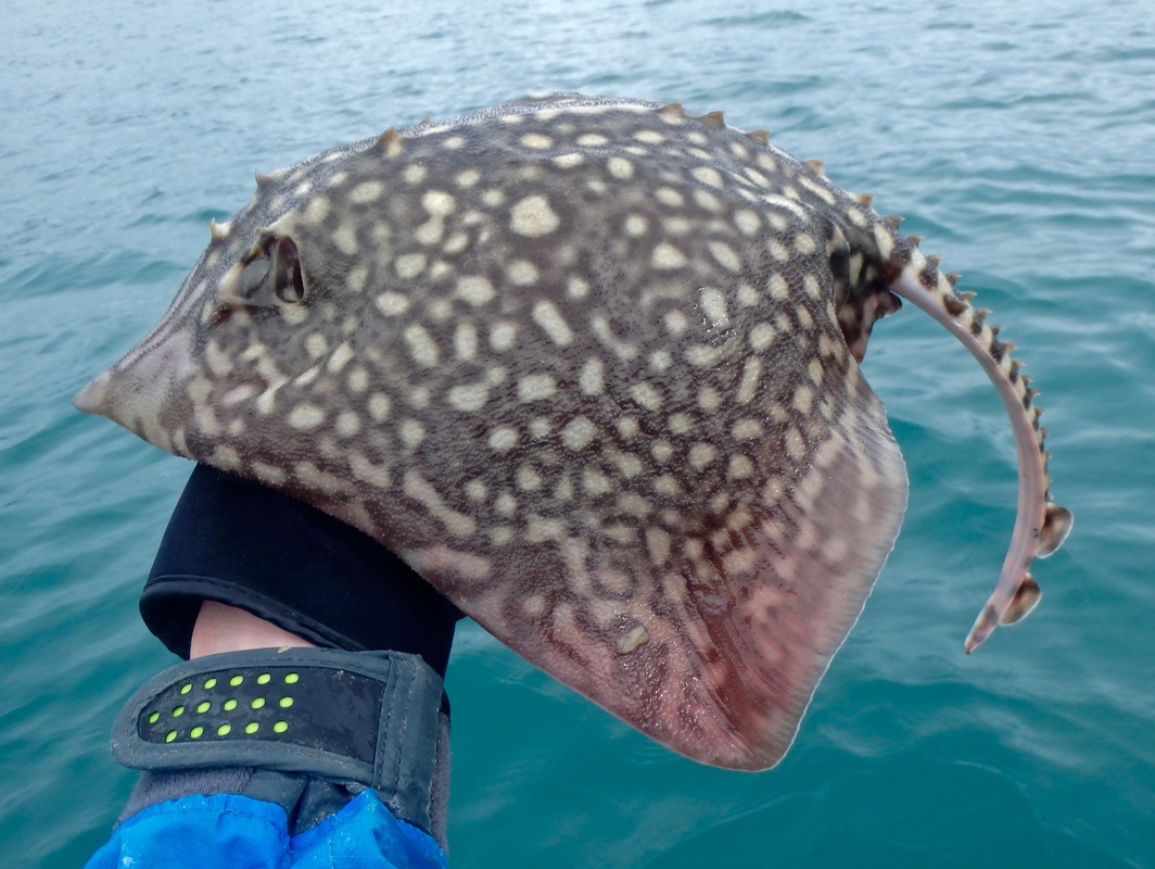 Kayak Fishing for Thornback Ray