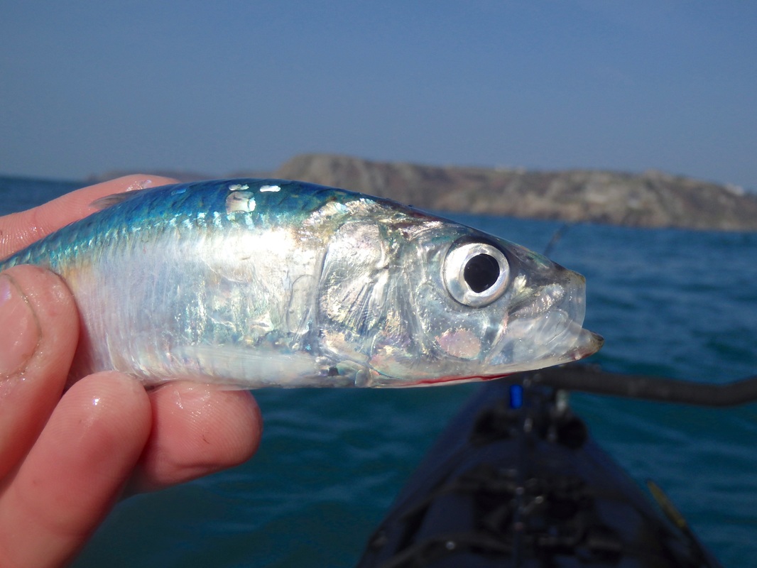 Kayak Fishing for Pilchards