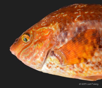 Female Corkwing Wrasse - Symphodus melops 