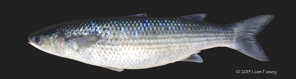 Thick Lipped Mullet - Chelon labrosus