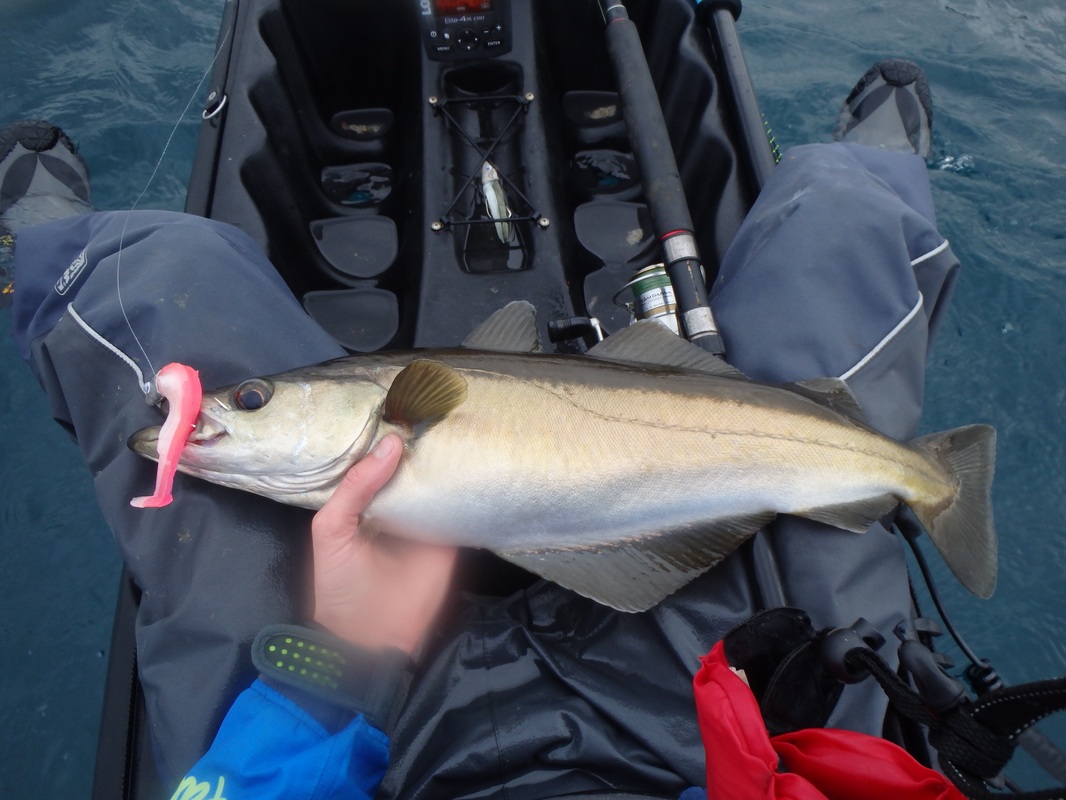 Pollack caught Kayak Lure Fishing