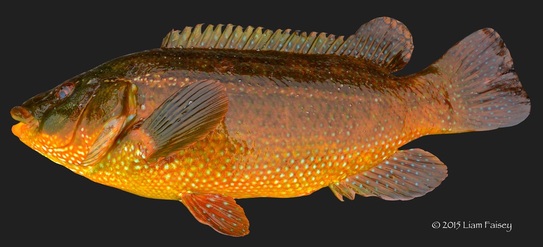 Ballan Wrasse - Labrus bergylta
