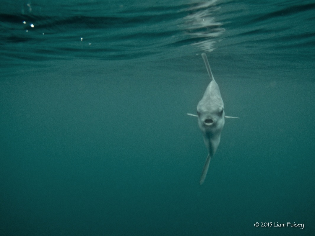 Sunfish at Lands End